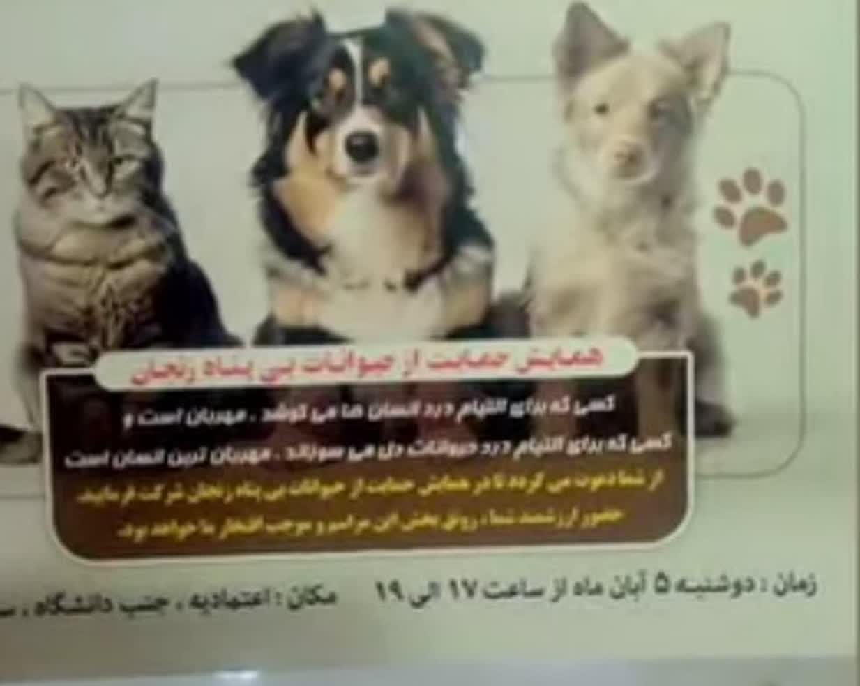 همایش حمایت از سگ و گربه در زنجان؛ تعارض با فرهنگ محلی یا بیتوجهی به اولویتها؟
